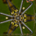 A seamless hexagonal pattern composed of green beetles and insect wings in a kaleidoscopic Hex symmetry arrangement.