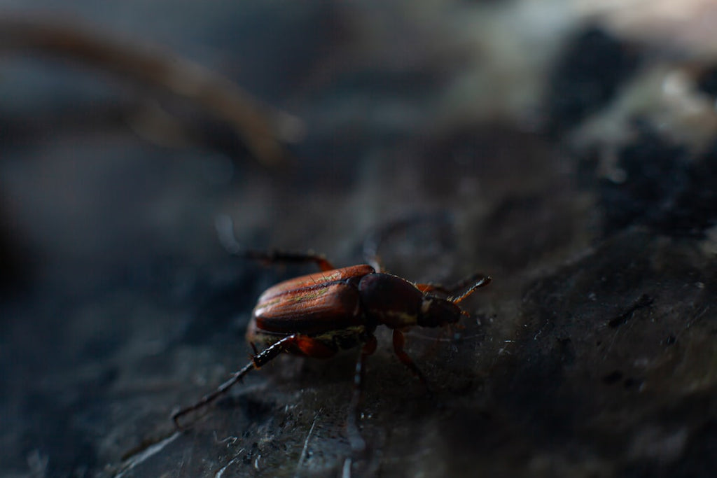 Entomology Mirror wallpaper pattern — base photo: Closeup macro shot of a bug on dark background