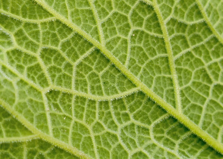 Seamless mirror wallpaper pattern — Algebra by wallpaper⁶ — base photo: Detailed macro photograph showcasing the intricate patterns and textures of a green leaf.