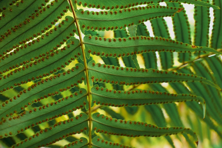 Botanics Kaleidoscope wallpaper pattern — base photo: Detailed view of fern leaves with seedpods, showcasing vibrant green foliage in Veracruz, Mexico.