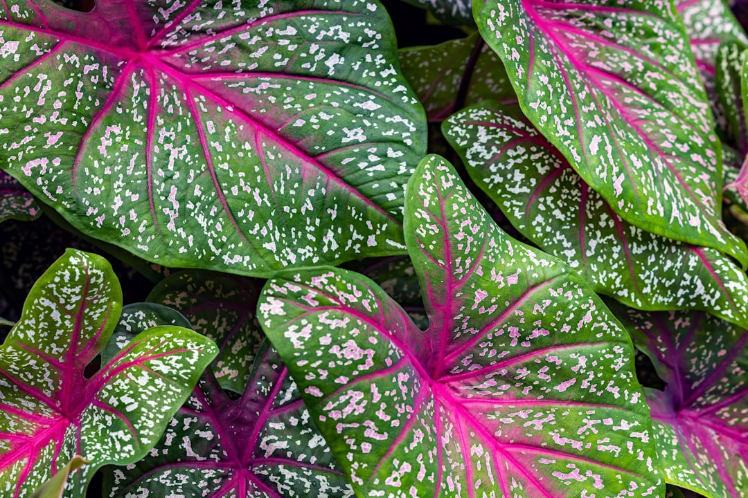 Botanics Mirror wallpaper pattern — base photo: Colourful tropical leaves. A Caladium cultiver.
