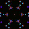 WALLPAPER⁶ — seamless kaleidoscope pattern from neuron synapse, Biology