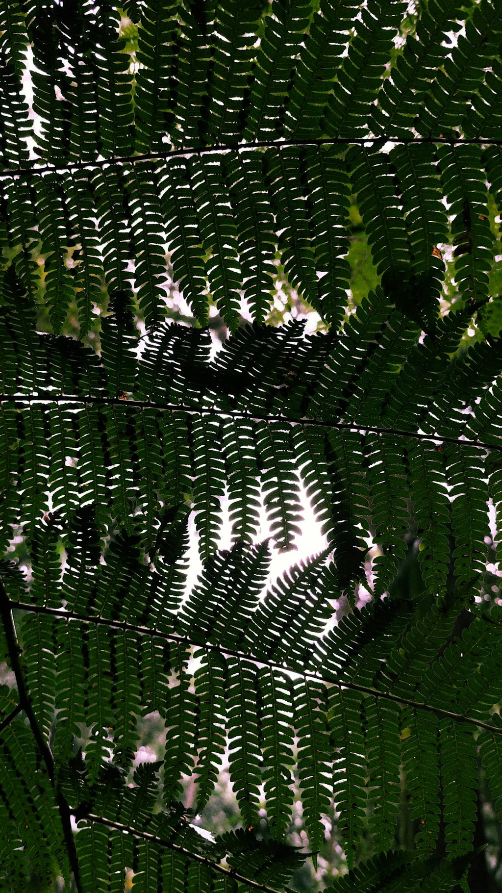 Botanics Mirror wallpaper pattern — base photo: Dark green fern fronds backlit by bright light