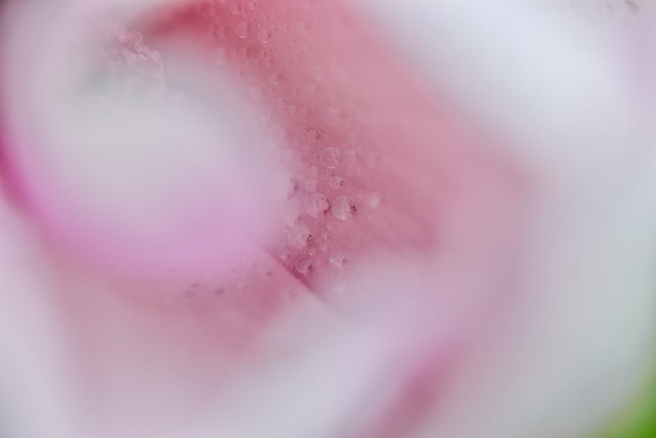 Seamless kaleidoscope wallpaper pattern — Calligraphy by wallpaper⁶ — base photo: Delicate close-up of pink petals with dew droplets, creating a dreamy and elegant abstract view.