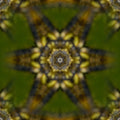 A radial Kaleidoscope pattern featuring vibrant green and blue iridescent insect shells and wings in a symmetrical layout.