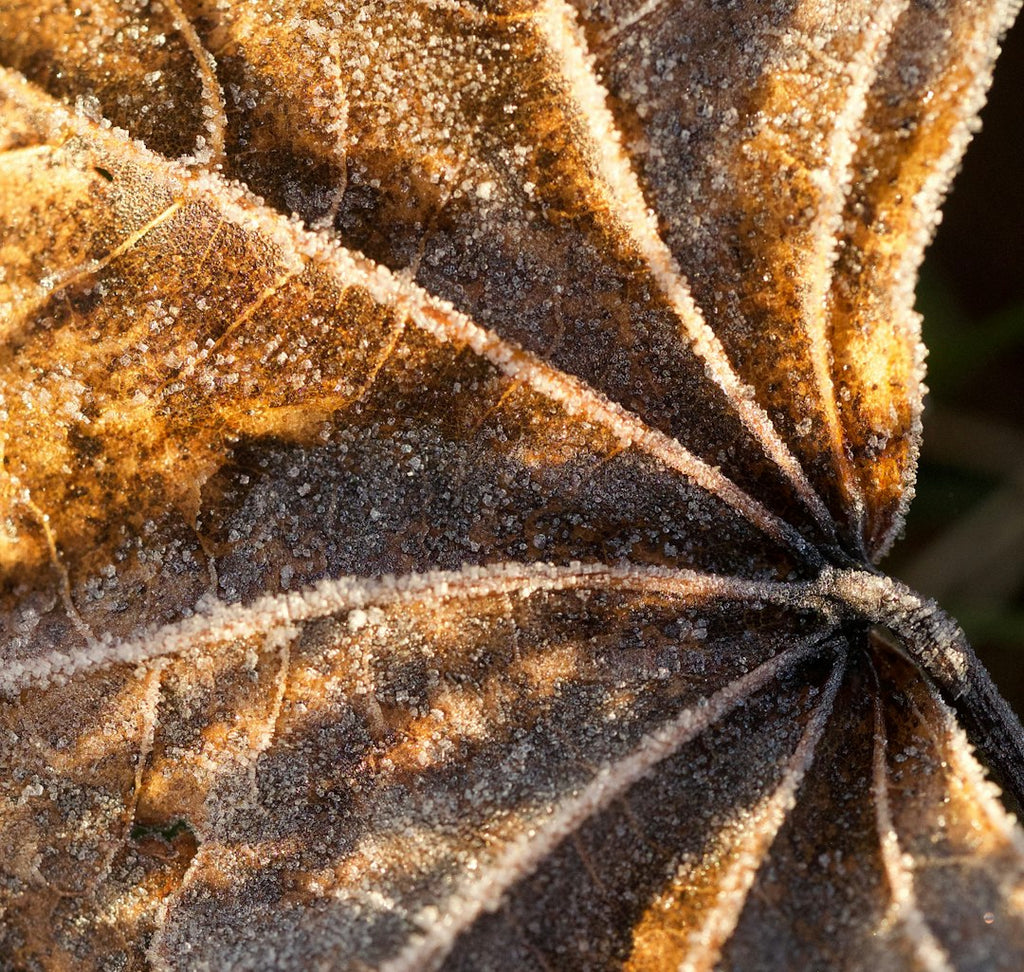 Entomology Kaleidoscope wallpaper pattern — base photo: brown and white leaf in close up photography