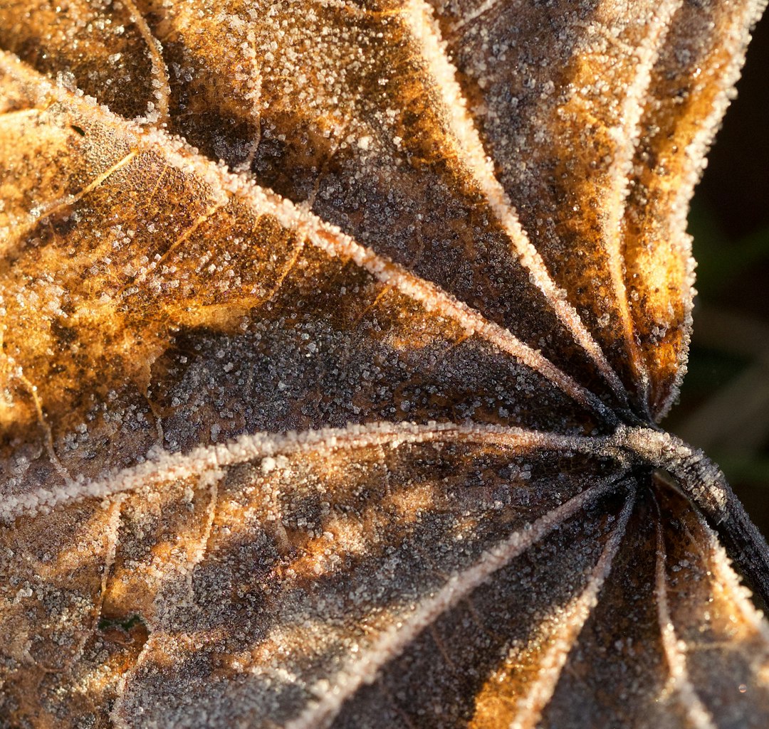 Entomology Kaleidoscope wallpaper pattern — base photo: brown and white leaf in close up photography