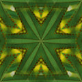 Botanics Kaleidoscope wallpaper pattern