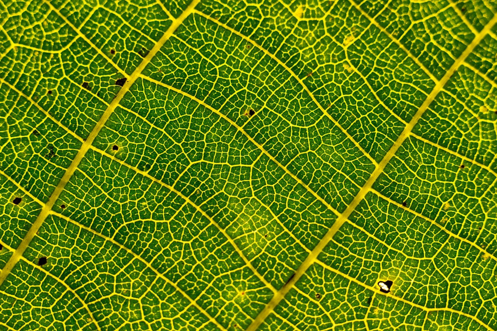 Botanics Wave wallpaper pattern — base photo: It’s all a question of perspective