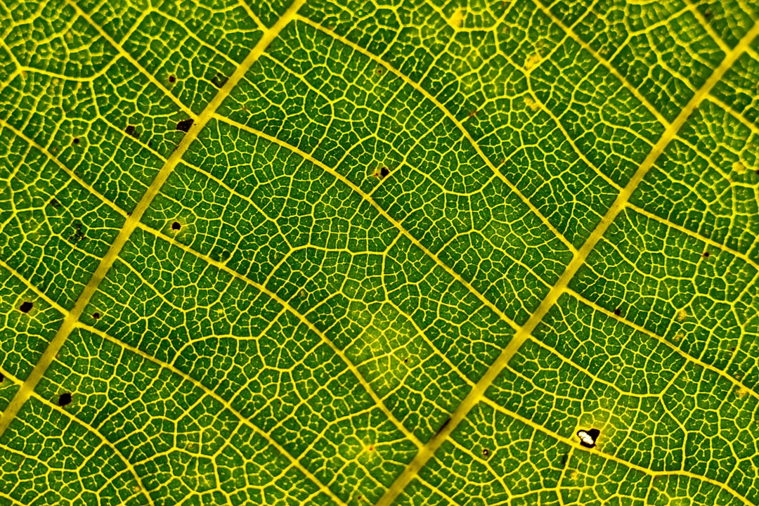 Botanics Wave wallpaper pattern — base photo: It’s all a question of perspective