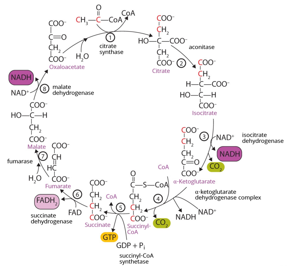 Seamless kaleidoscope wallpaper pattern — Biochemistry by wallpaper⁶ — base photo: File:Citric acid cycle.png