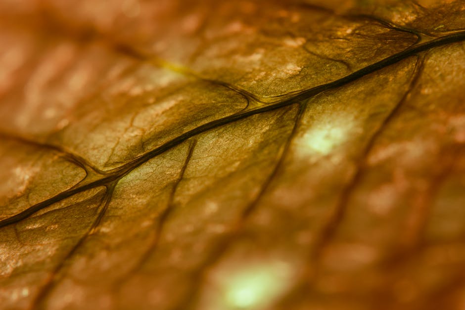 Chemistry Hexagon wallpaper pattern — base photo: Detailed macro image showcasing the intricate veins of a dry leaf with a warm color tone.