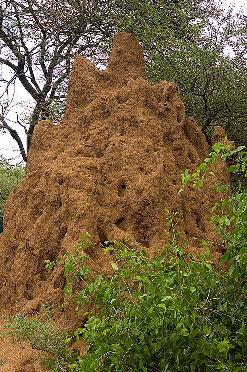 Entomology Diamond wallpaper pattern — base photo: File:Termite mound-Tanzania.jpg