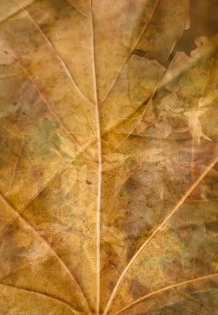 Seamless kaleidoscope wallpaper pattern — Calligraphy by wallpaper⁶ — base photo: Detailed macro shot of a dry autumn leaf showing intricate textures and veins.