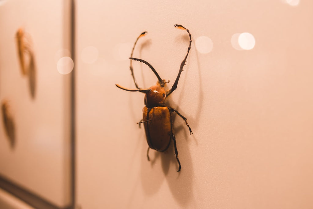 Entomology Mirror wallpaper pattern — base photo: brown and black beetle on white surface