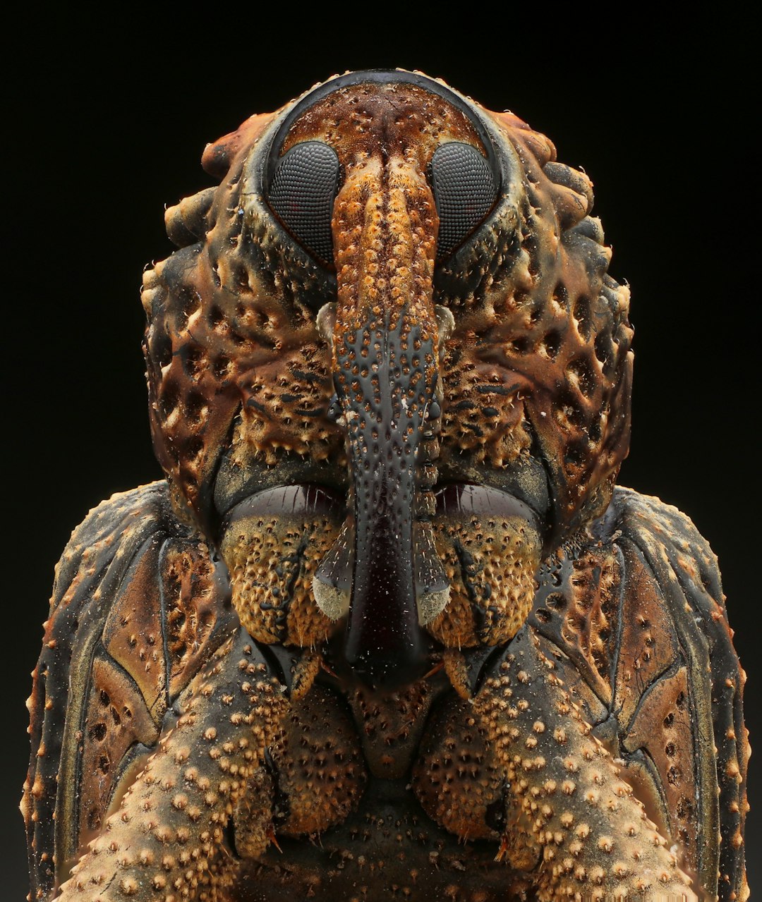 Entomology Hexagon wallpaper pattern — base photo: Weevil Portrait