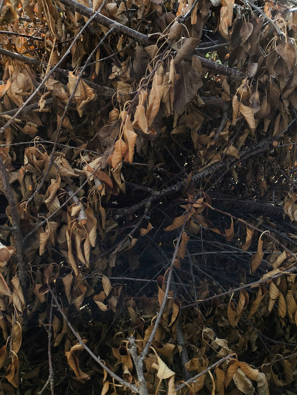 Botanics Mirror wallpaper pattern — base photo: Dry brown leaves and branches of a dead tree.
