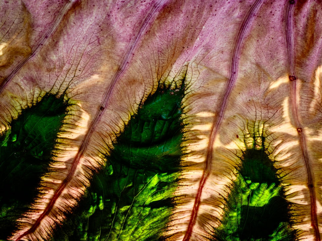 Botanics Wave wallpaper pattern — base photo: Close-up of textured plant veins with purple and green hues.