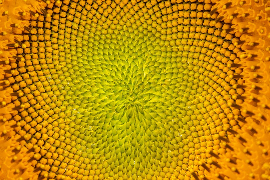 Seamless mirror wallpaper pattern — Algebra by wallpaper⁶ — base photo: Detailed view of a sunflower head showcasing its intricate spiral pattern and vibrant colors.