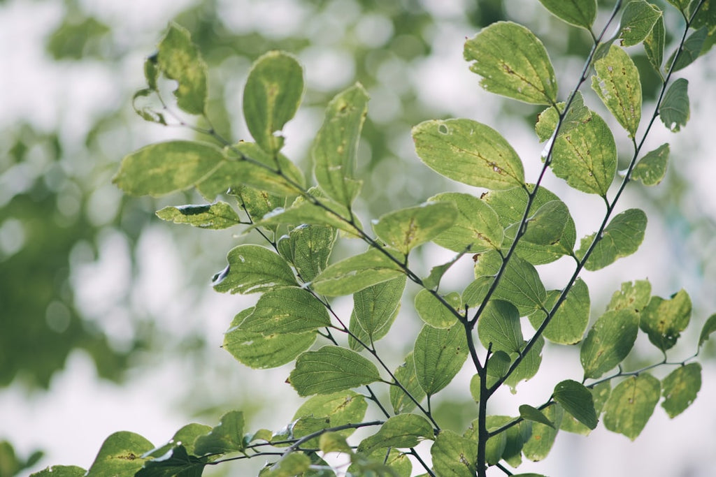 A close-up of green tree leaves with detailed texture, arranged in a diamond symmetry pattern, evoking organic molecular structures. — base photo: A detailed close-up of vibrant green tree leaves, showcasing their organic texture and intricate vei