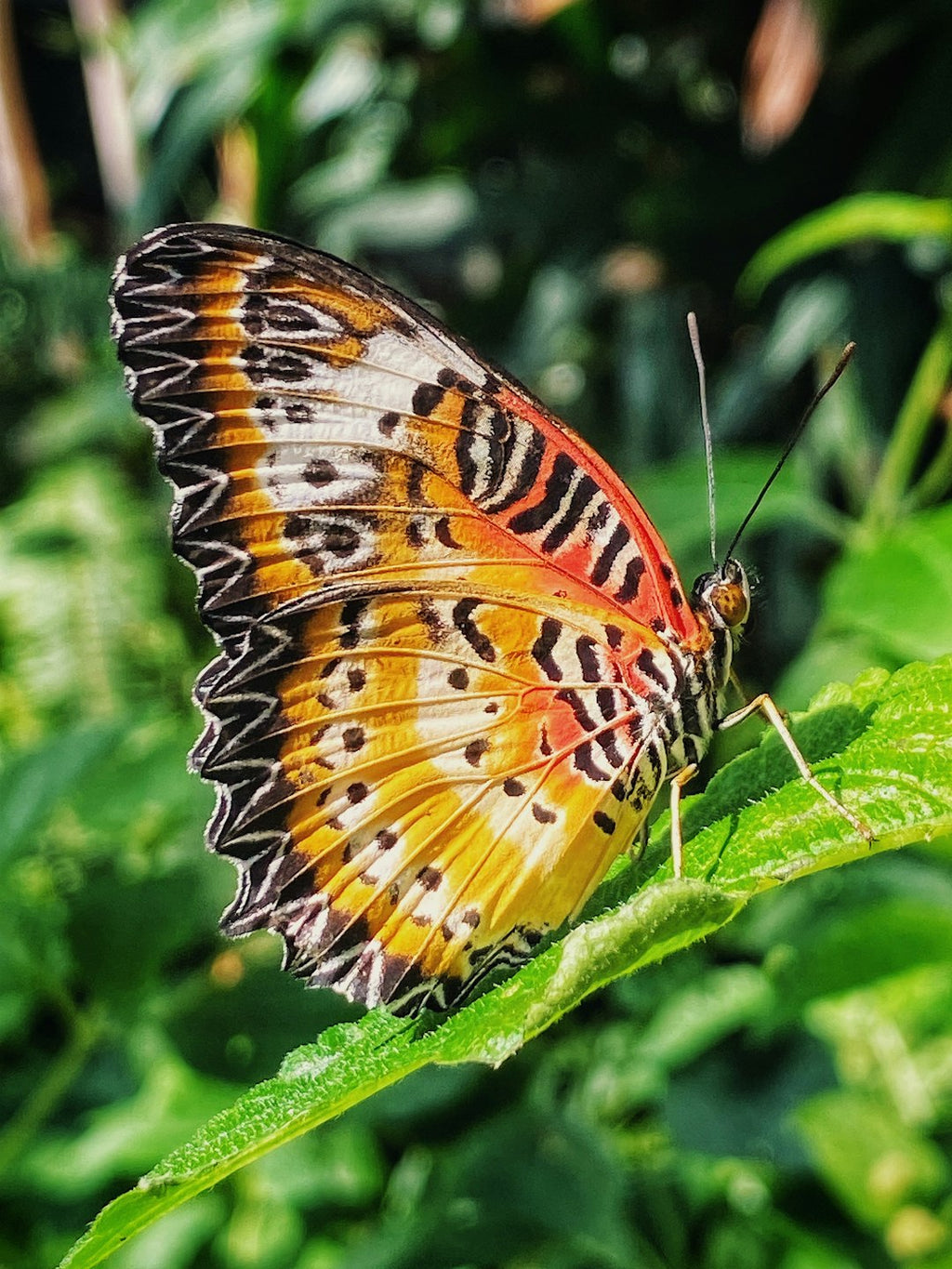 Entomology Hexagon wallpaper pattern — base photo: Butterfly balancing on a leaf