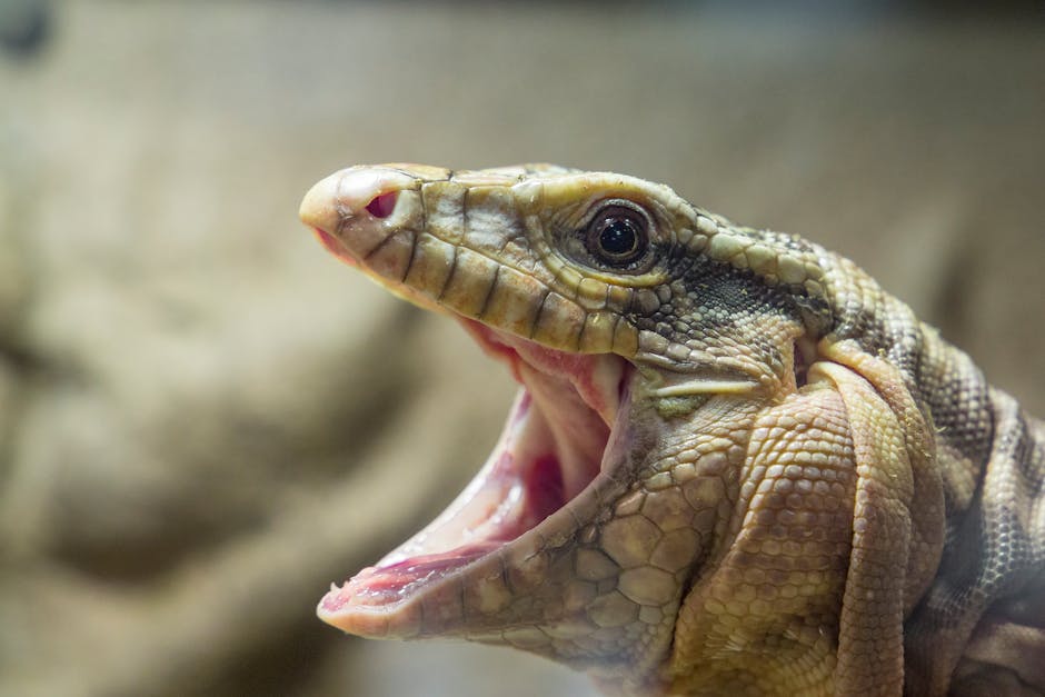 Portraits Hexagon wallpaper pattern — base photo: Detailed close-up of a lizard showing texture and open mouth. Perfect for wildlife enthusiasts.