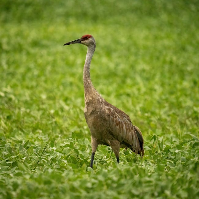 Seamless chevron wallpaper pattern — Origami by wallpaper⁶ — base photo: Close-up of a Sandhill Crane standing in a lush green field, Minnesota.