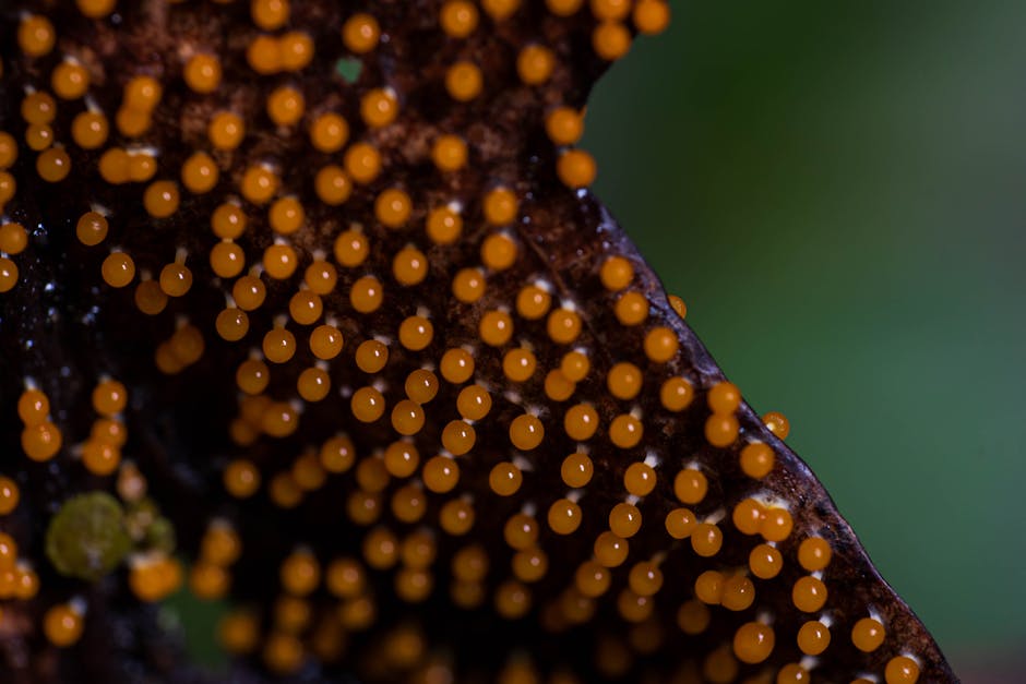 Cosmology Kaleidoscope wallpaper pattern — base photo: Macro shot of vibrant orange spore capsules on a leaf surface, showcasing detailed textures.