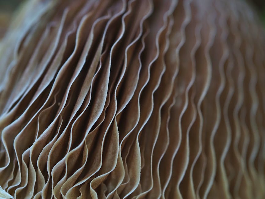 Close-up of AI-generated mushroom gills in a hexagonal repeat pattern, showcasing natural detail and intricate symmetry. — base photo: A macro view of mushroom gills, revealing their delicate, radiating structure. The natural light emp