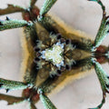 Entomology Hexagon wallpaper pattern