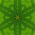 Botanics Kaleidoscope wallpaper pattern
