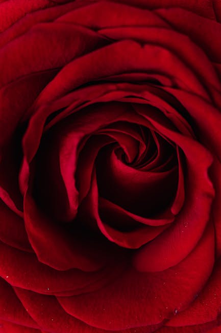 Seamless diamond wallpaper pattern — Stained Glass by wallpaper⁶ — base photo: From above macro shot of beautiful rose with delicate red petals background