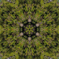 Entomology Kaleidoscope wallpaper pattern