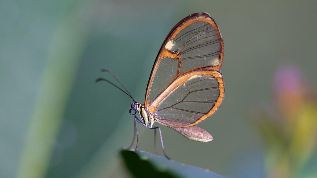 Entomology Mirror wallpaper pattern — base photo: Butterfly wing glass greta Oto