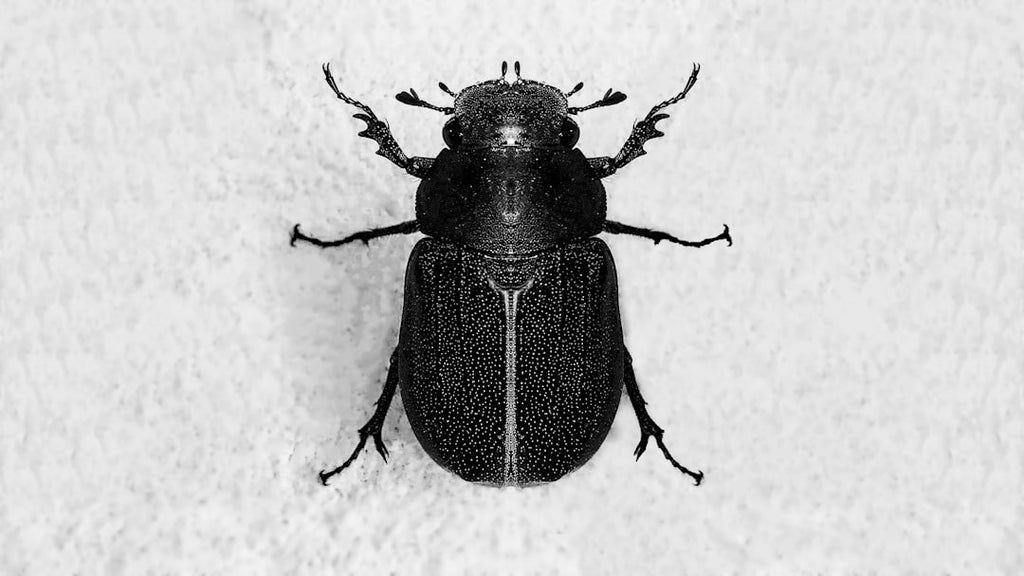 Entomology Diamond wallpaper pattern — base photo: A black beetle sitting on top of a white surface