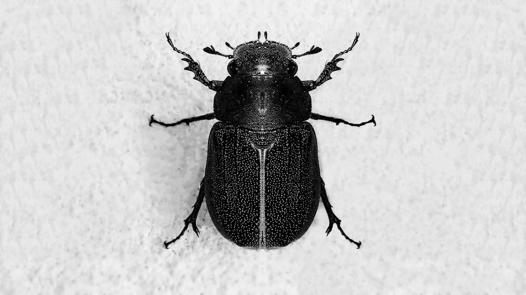 Entomology Pinwheel wallpaper pattern — base photo: A black beetle sitting on top of a white surface