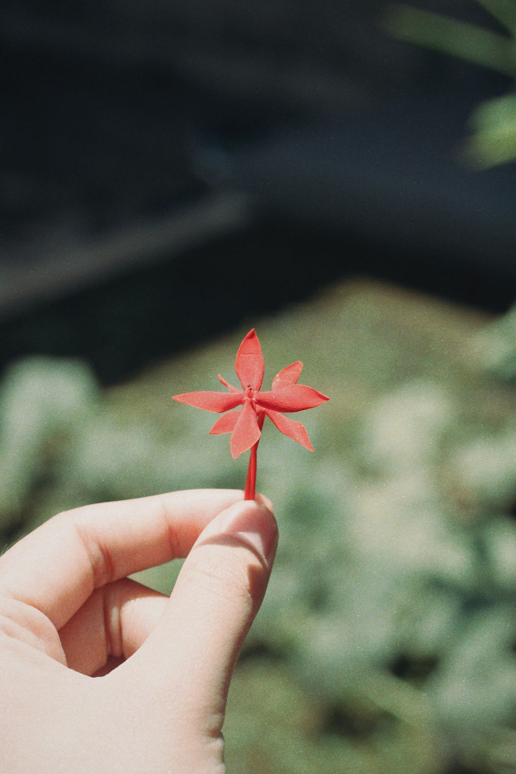 Seamless mirror wallpaper pattern — Origami by wallpaper⁶ — base photo: person holding red flower during daytime