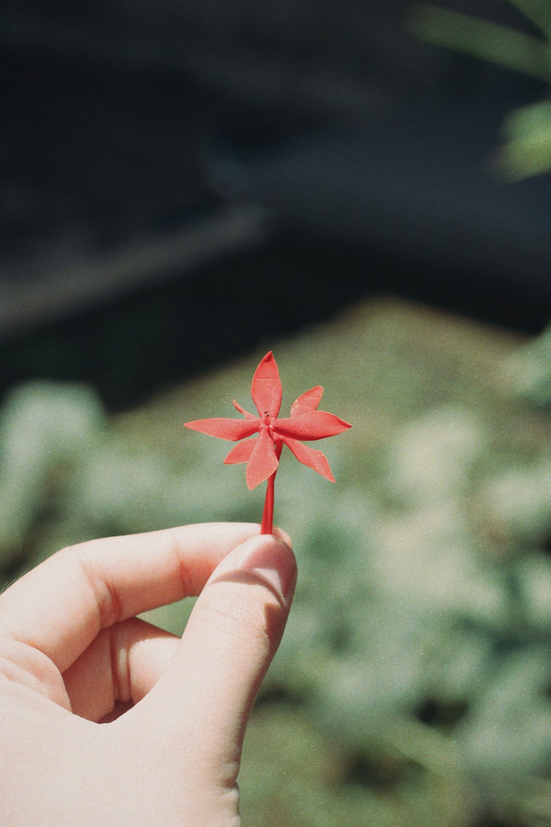 Seamless mirror wallpaper pattern — Origami by wallpaper⁶ — base photo: person holding red flower during daytime