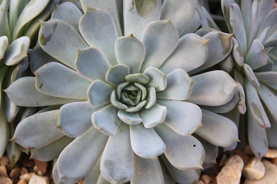 A close-up, repeating pattern of a blue succulent plant arranged in a hexagonal symmetry, titled 'Succulent Bloom · Hex — wallpaper⁶'. — base photo: A striking, naturalistic close-up of a blue succulent. The photograph captures the plant’s intricate