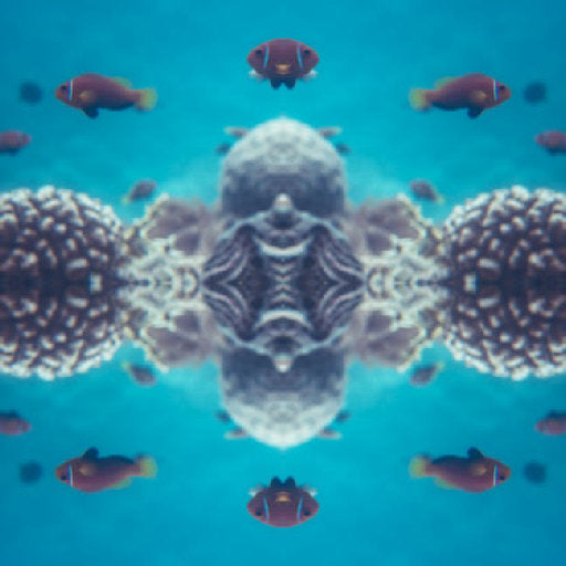 WALLPAPER⁶ — seamless mirror4 pattern from coral reef macro, Biology
