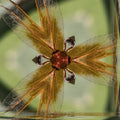A seamless hexagonal pattern showing iridescent orange and black insect wing details in an interlocking Hex symmetry.