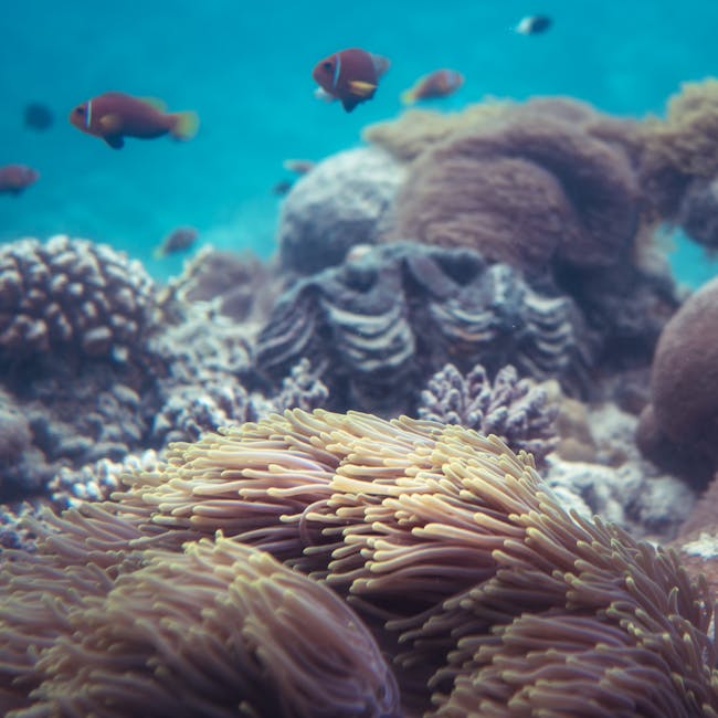 WALLPAPER⁶ — seamless mirror4 pattern from coral reef macro, Biology — base photo: Small colorful fishes swimming in clean water around corals in bottom of sea