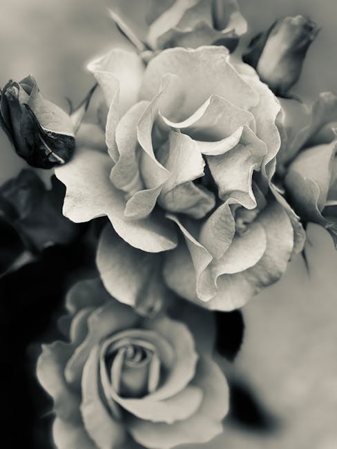 Seamless kaleidoscope wallpaper pattern — Geometry by wallpaper⁶ — base photo: Black and white close-up of roses showcasing intricate petal details and soft focus.