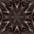 Entomology Kaleidoscope wallpaper pattern
