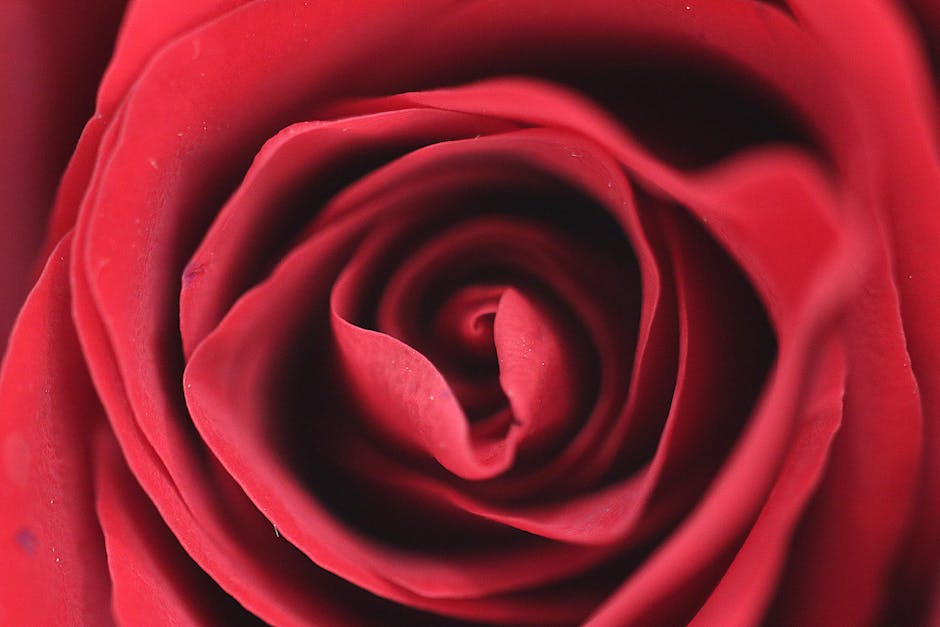 Seamless kaleidoscope wallpaper pattern — Geometry by wallpaper⁶ — base photo: Close-up view of red rose petals showing intricate spirals and texture.