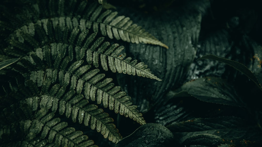 Botanics Mirror wallpaper pattern — base photo: Moisture-laden fern leaves in a dimly lit forest create a scene of quiet beauty. The leaves' rich gr