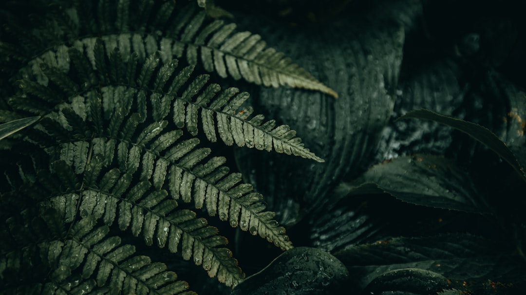 Botanics Mirror wallpaper pattern — base photo: Moisture-laden fern leaves in a dimly lit forest create a scene of quiet beauty. The leaves' rich gr
