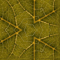 Seamless hex wallpaper pattern — Cartography by wallpaper⁶