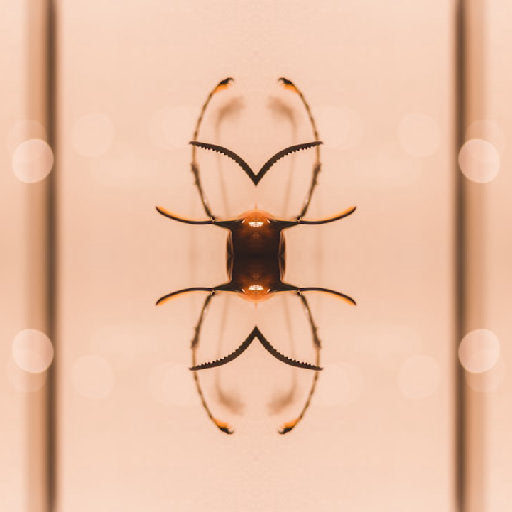 Entomology Mirror wallpaper pattern