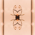Entomology Mirror wallpaper pattern